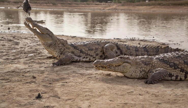 101 crocodile nesting sites found in Bhitarkanika national park