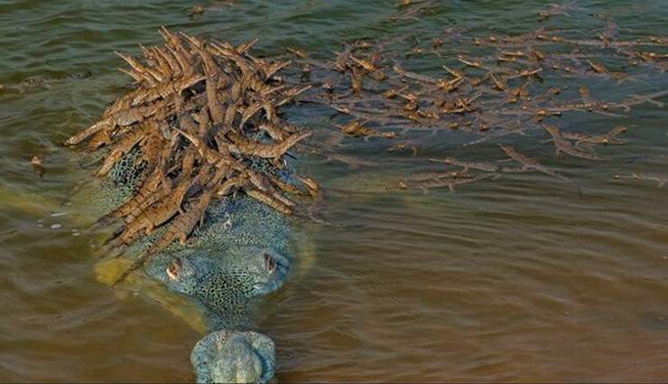 Viral Photo : यह है दुनिया का सबसे जिम्मेदार पिता