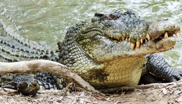 crocodile,uttar pradesh,lakhimpur,death,news ,उत्तर प्रदेश,मगरमच्छ