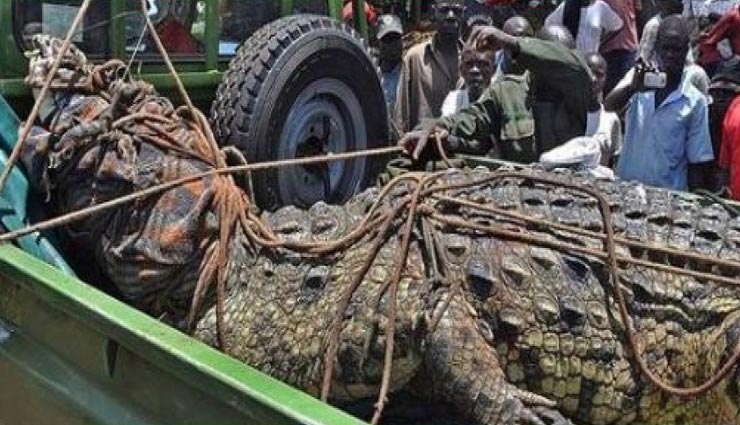 weird news,weird incident,crocodile,osama bin laden,ugandan