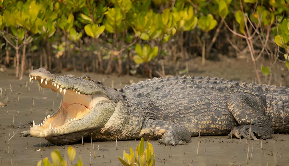 5 Places To Watch Crocodiles in India