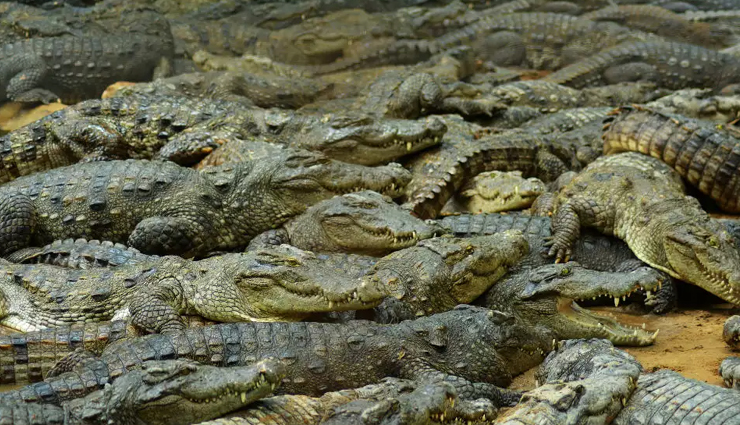 mahabalipuram,tourist attractions in mahabalipuram,mahabalipuram tourist places,shore temple,mahabalipuram beach,five rathas,tiger caves,crocodile bank,arjuna paradise,dakshina chitra,travel,holidays,travel guide