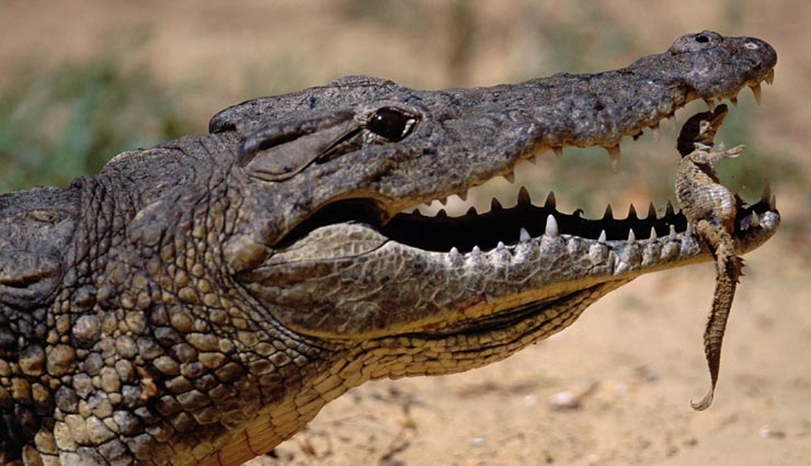amazing facts,crocodile,amazing facts of crocodile,niel crocodile