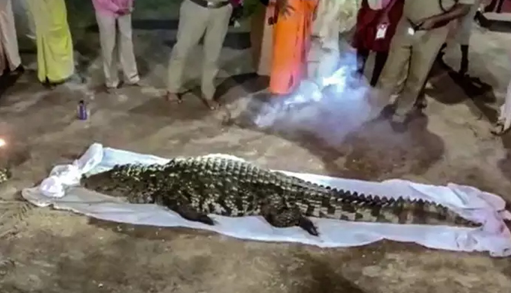 crocodile babiya found dead,kerala,vegetarian crocodile babiya found dead