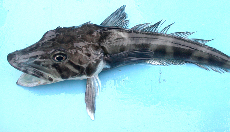 have you seen these 10 amazing transparent animals,unique animals in the world,transparent animals in the world,amazing animals in the world,must see animals in the world