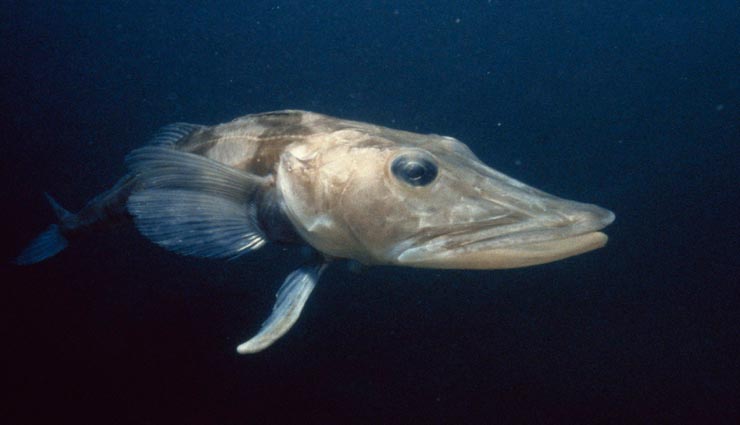 weird information,interesting facts,unique creatures,creatures with colorful blood