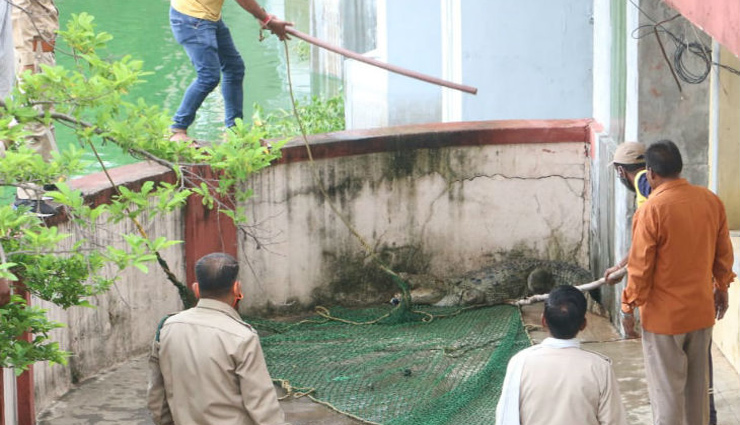 bhopal,crocodile,bhadbhada bridge,news