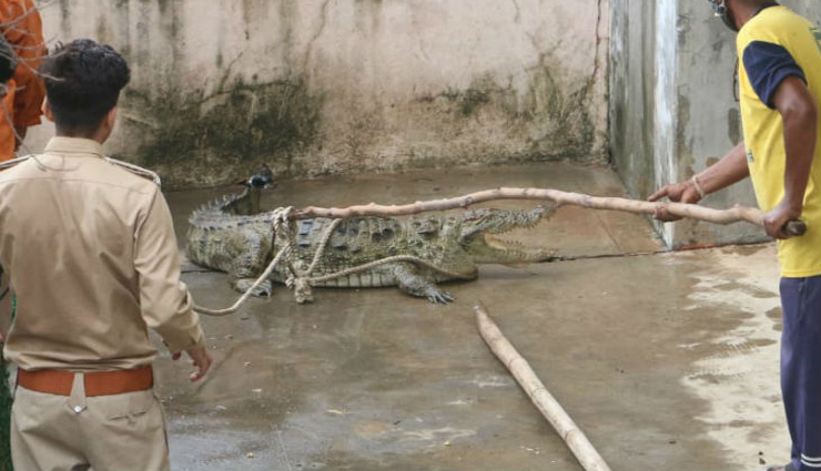 bhopal,crocodile,bhadbhada bridge,news