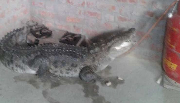 किचन में मगरमच्छ को देख उड़े घरवालों के होश, पूरे इलाके में दहशत