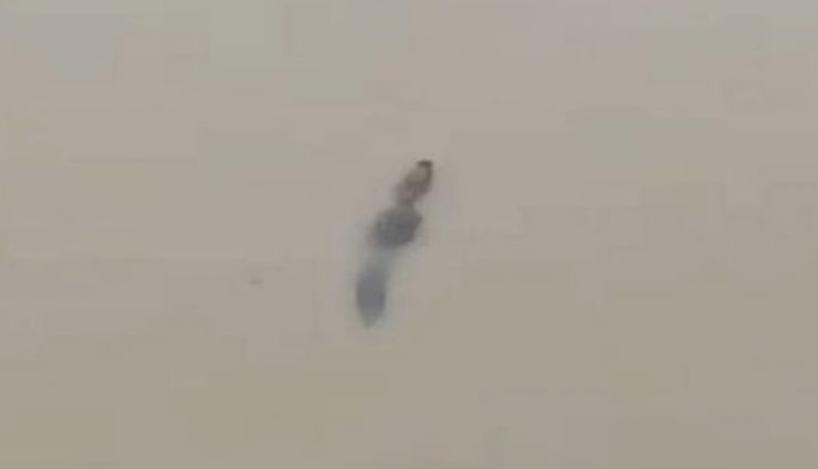 विश्वामित्र नदी में बाढ़ के बाद वड़ोदरा शहर में मजे से घूम रहे हैं मगरमच्छ, वीडियो वायरल