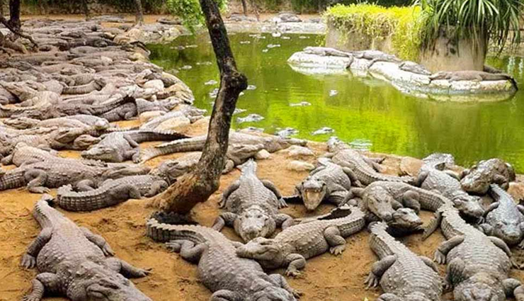 tamil nadu national parks,wildlife sanctuaries in tamil nadu,mudumalai wildlife sanctuary,indira gandhi wildlife sanctuary,top bird sanctuaries in tamil nadu,tamil nadu biodiversity,endangered species in tamil nadu,tamil nadu forest reserves,tamil nadu ecotourism,best wildlife photography spots in tamil nadu,tamil nadu wildlife conservation,tamil nadu wildlife safari,flora and fauna of tamil nadu,trekking in tamil nadu national parks,wildlife sanctuaries near chennai