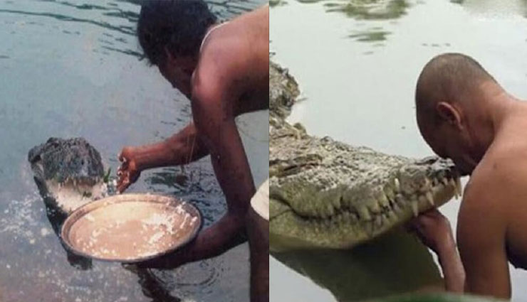 vegetarian crocodile,kerala,crocodile,temple