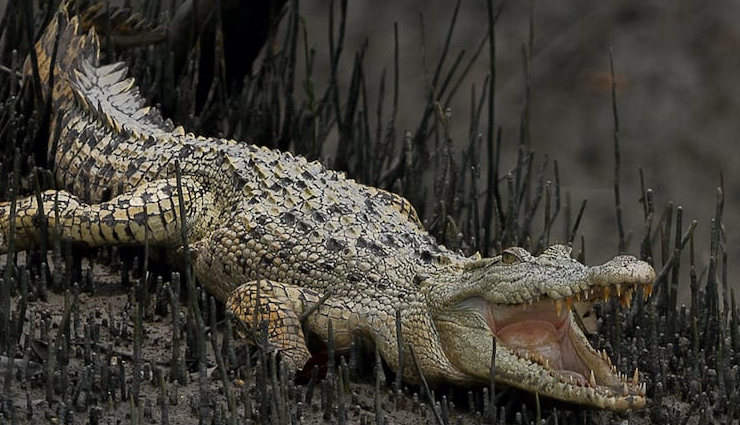 sunderban national park,sunderban tiger,sunderban forest,sunderban tiger reserve,sunderban animals,sunderban bengal,sunderban crocodile,sunderban from kolkata,sunderban forest in india,sunderban jungle tiger