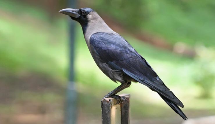crow,mythology