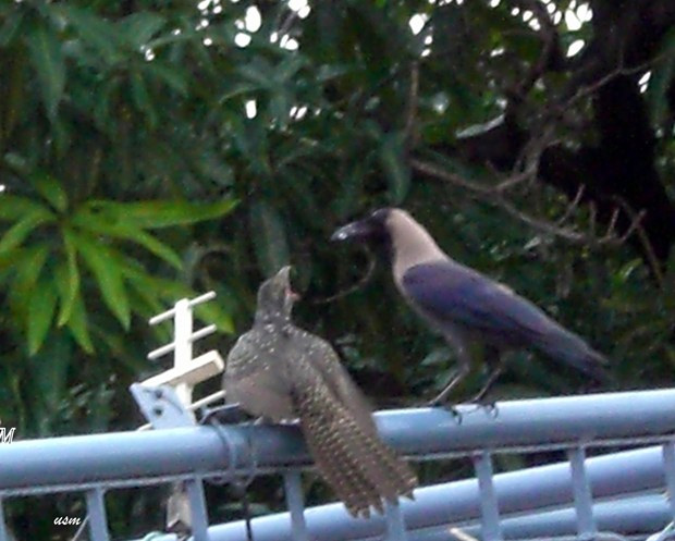 good indications,bad indications,jyotish