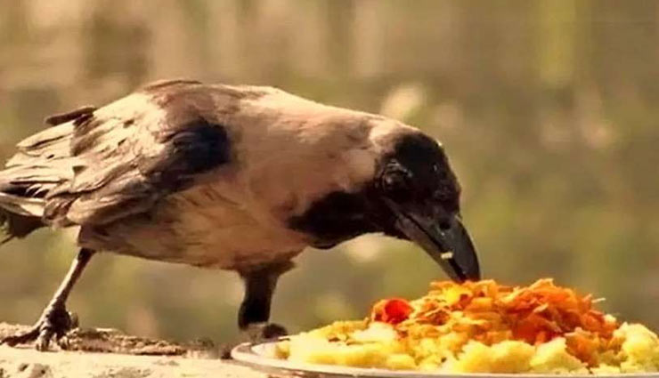 श्राद्ध पक्ष में कौवा दिखना बेहद शुभ, जानें इसके संकेतों का अर्थ shradh paksh,pitra paksh,astrology