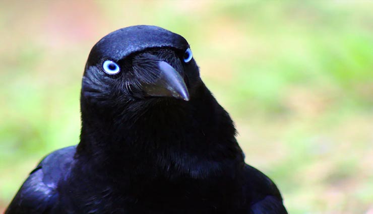 सोशल मीडिया पर वायरल हो रहा हैं इस लालची कौए का विडियो