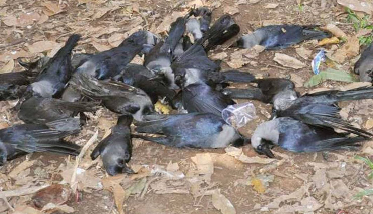 बर्ड फ्लू: दिल्ली के मयूर विहार पार्क में मृत कौवे की संख्या पहुंची 200 के करीब