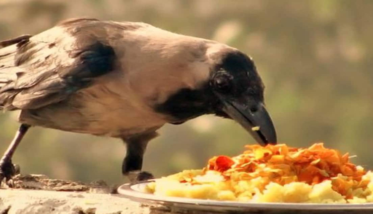 astrology tips,astrology tips in hindi,shraddh karm,shraddh crow connection