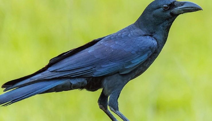 jungle birds,jungle birds you can spot  in india,india tourism,tourist places in india,india tourist places,holidays,travel