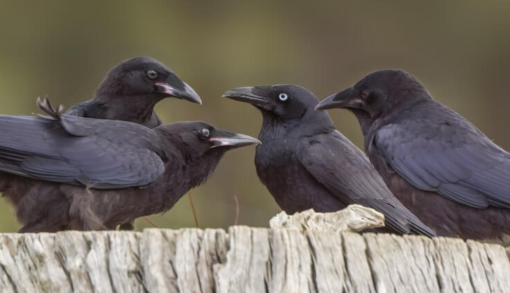 good signs,bad signs,crow symbolism,unhappiness signs,auspicious signs,inauspicious signs,life predictions,future forecasts