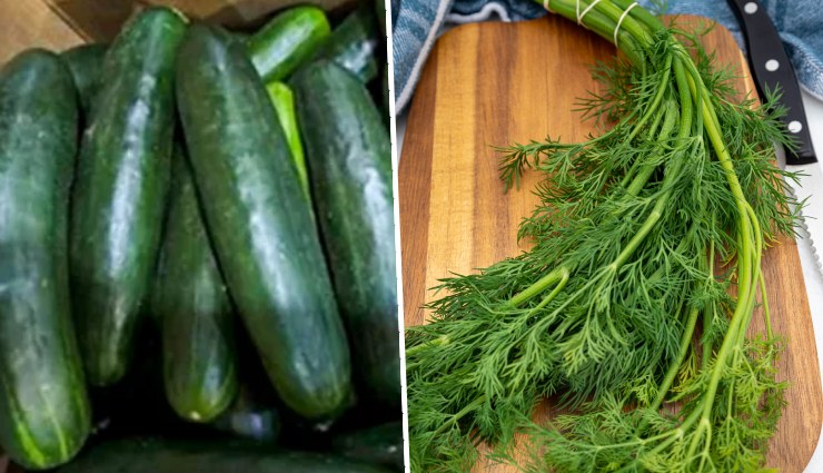 dill pickle recipe,how to make dill pickles,homemade dill pickles,easy dill pickle recipe,classic dill pickles,pickling cucumbers,garlic dill pickles,cucumber dill pickles,quick dill pickle recipe,refrigerator dill pickles