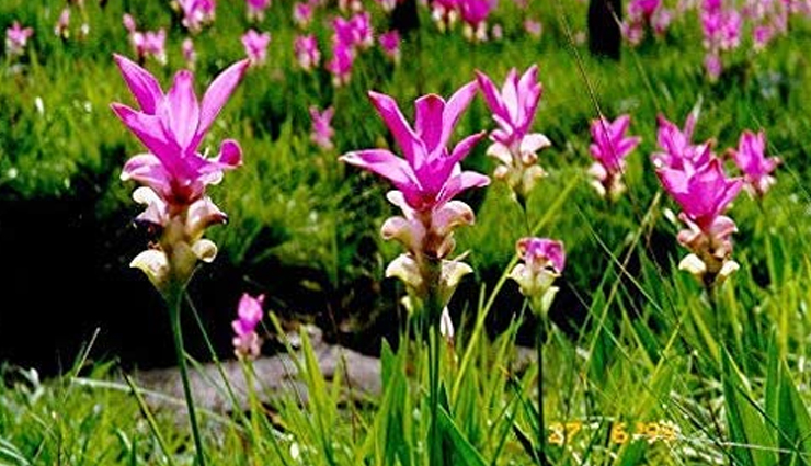 natural ways to tighten the vagina,vaginal health tips,Health tips,healthy living