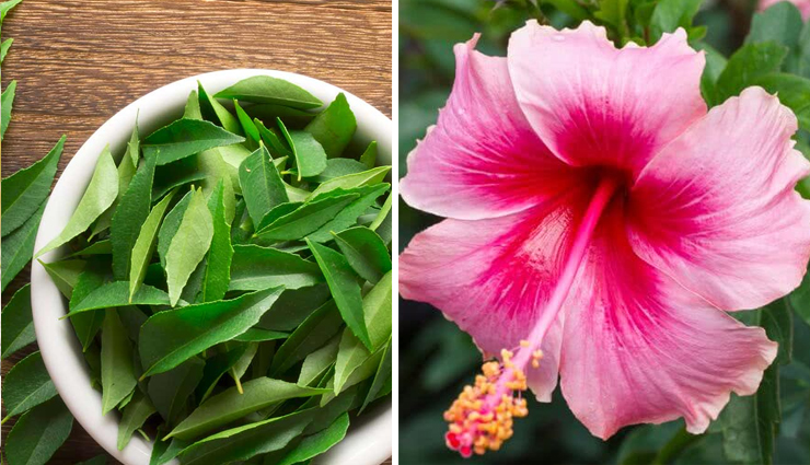 curry leaves,curry leaves benefits,curry leaves beauty benefits,curry leaves for hair,curry leaves for hair growth,hair care tips,hair fall problem,hair care,beauty,beauty tips