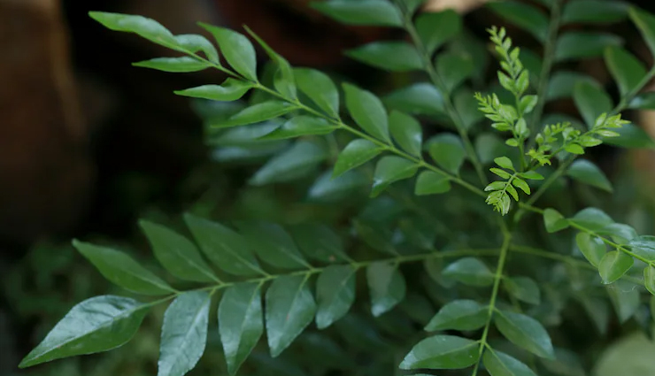 curry leaves benefits for hair,curry leaves for hair growth,how to use curry leaves for hair,curry leaves hair mask,curry leaves oil for hair,diy curry leaves hair treatment,curry leaves for dandruff,curry leaves for shiny hair,natural hair care with curry leaves,curry leaves for strong hair