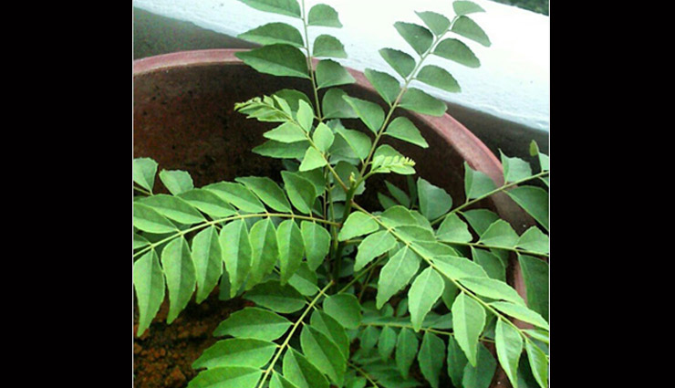 herbs that you must have in your kitchen,must have herbs,herbs for kitchen,household tips,curry leaves or meethi neem,bay leaves or tej patta,pudina,methi