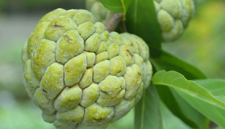 natural herbs for weight gain,herbs to gain healthy weight,herbal remedies for weight gain,natural herbs to increase body weight,herbs for healthy weight gain,herbal supplements for weight gain,herbal supplements to gain weight,weight gain herbs and supplements,herbal products for healthy weight gain,best herbs for natural weight gain,ayurvedic herbs for weight increase,ayurvedic herbs for weight gain,ayurvedic remedies to gain healthy weight,herbal solutions in ayurveda for weight increase,weight gain herbs in traditional medicine,herbs for muscle mass and weight gain,herbs to build muscle mass and gain weight,muscle gain herbs and supplements,herbal remedies for healthy muscle growth and weight gain,natural herbs to increase muscle mass and weight,weight gain herbs for underweight individuals,herbs for underweight individuals,natural remedies for healthy weight gain in thin individuals,herbs to increase body mass in underweight people,herbal solutions for gaining weight for skinny individuals