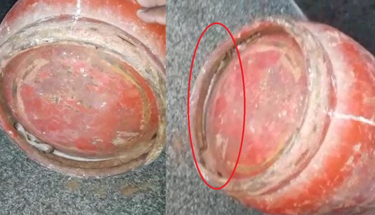 सिलेंडर के साथ-साथ हुई सांप की भी 'होम डिलीवरी', घर में मचा हड़कंप