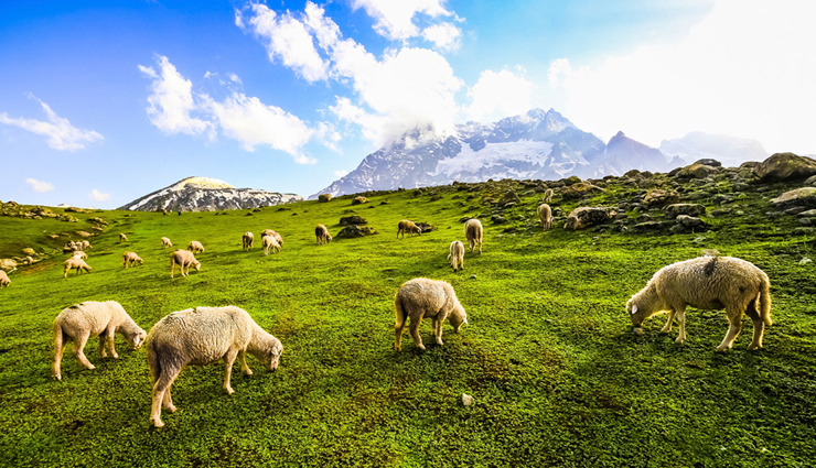 wildlife safaris,adventorus wildlife safari,north india,travel,tourism,india tourism,tourist places in india