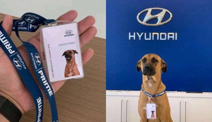 इंस्टाग्राम पर मशहूर है ये कुत्ता, करता हैं एक बड़े शोरूम में ‘सेल्समैन’ की नौकरी 