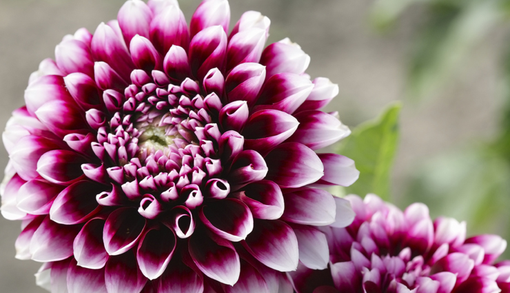 flowers,7 flowers whose beauty is amazing,most beautiful flowers around the world,amazing beautiful flowers,orchids,daffodils,dahlia,gladioli,carnations,apple blossom,peony