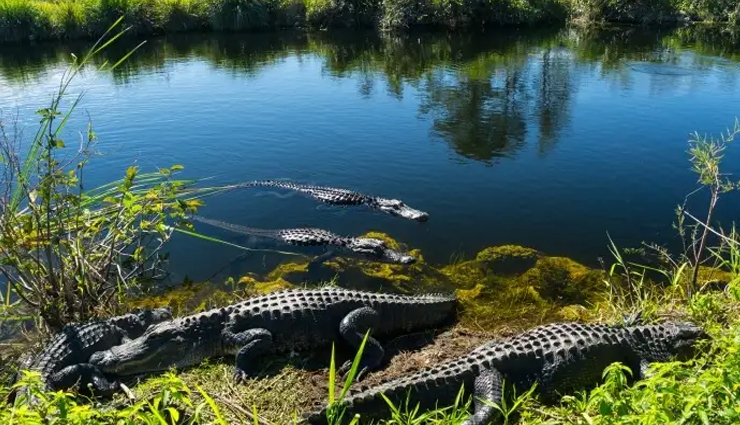 wildlife experiences around the world,must-have wildlife encounters globally,unforgettable wildlife experiences worldwide,must-visit wildlife destinations globally,wildlife adventures around the world,essential wildlife encounters in different countries,must-see wildlife spectacles globally,top wildlife experiences worldwide,wildlife encounters you should not miss,spectacular wildlife sightings around the world,wildlife tourism hotspots globally,must-have wildlife encounters for nature enthusiasts,extraordinary wildlife experiences worldwide,bucket-list wildlife encounters around the globe,must-visit destinations for wildlife lovers,thrilling wildlife encounters across continents,iconic wildlife experiences worldwide,essential wildlife destinations around the world,unforgettable animal encounters globally,unique wildlife experiences in different countries