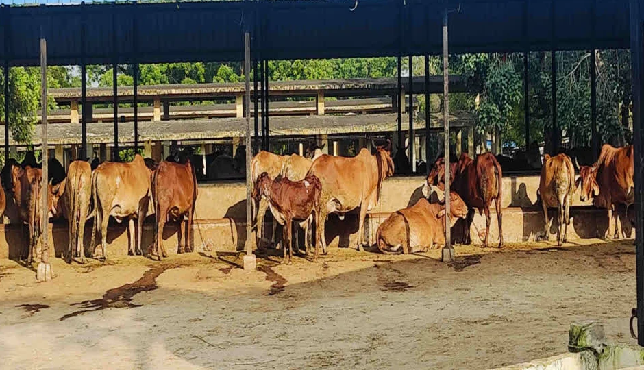 मुख्यमंत्री दुग्ध उत्पादक संबल योजना: 5 लाख किसानों को 364 करोड़ की राहत, खातों में सीधे ट्रांसफर हुई राशि