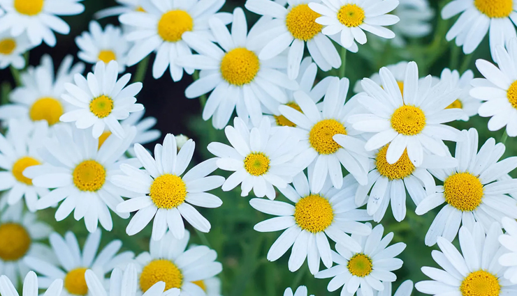 flower gift ideas for women,flowers for romantic gestures,popular flowers for girlfriends,flowers for women’s preferences,romantic floral arrangements,choosing flowers for her,flower meanings for romantic gifts,favorite flowers for female friends,flowers that women adore,symbolic flowers for romantic gifts