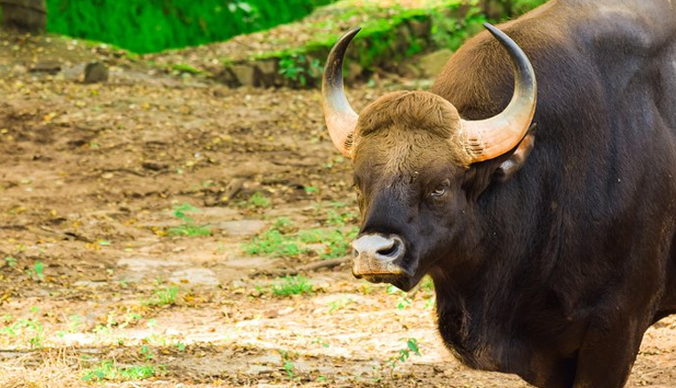 maharashtra,national park,maharashtra national park,national park in maharashtra,travel,holidays in maharashtra