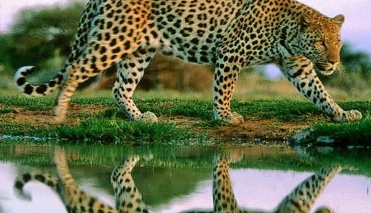 इतिहास प्रेमियों के लिए खास जगह है कोल्हापुर, घूमने आए तो जरूर करें इन 8 जगहों की सैर kolhapur tourist spots,places to visit in kolhapur,kolhapur travel destinations,must-see places in kolhapur,kolhapur sightseeing guide,kolhapur historical sites,kolhapur cultural attractions,kolhapur landmarks,kolhapur travel guide,kolhapur temples,kolhapur forts,kolhapur palaces,kolhapur museums,kolhapur heritage sites