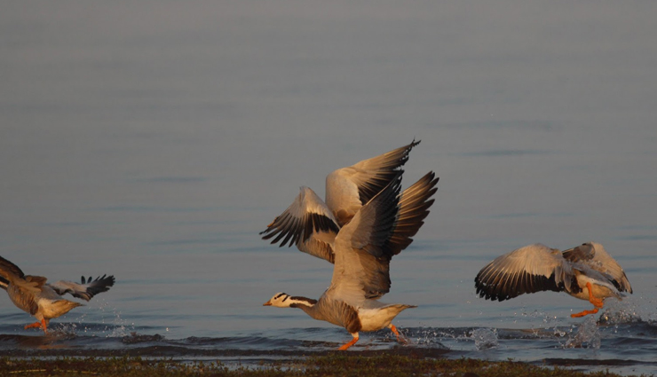 bird watching,bird watching near pune,pune travel tips,pune travel,travel places in pune,travel,tourism