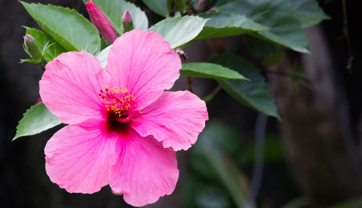 diy hair conditioner,damaged hair treatment,hair care tips,beauty tips