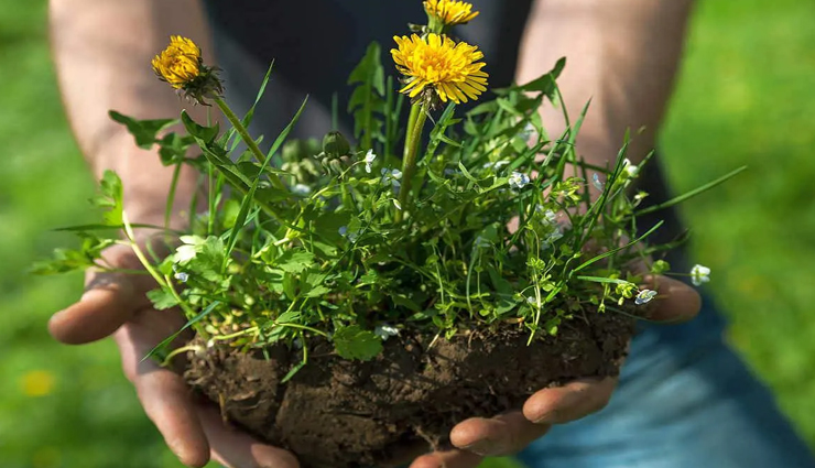 joint pain,joint pain remedy,joint pain home remedy,suffering from joint pain,pain,pain relief,Health,Health tips