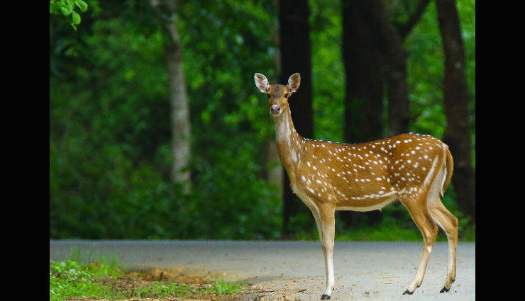 दंदेली वन्यजीव अभयारण्य