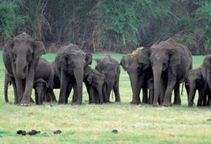 dandeli national park,major attractions,wildlife in dandeli national park,south india,wildlife sanctuaries in india