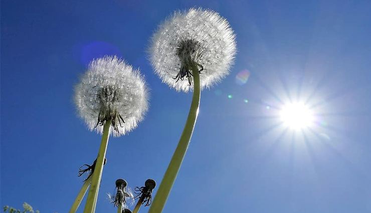 warts,warts treatment,home remedies to treat warts,warts problem,warts problem solution,Health,Health tips