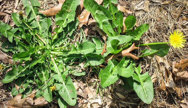 home remedies for warts,natural ways to remove warts,getting rid of warts at home,diy wart removal methods,wart removal home remedies,wart removal techniques,home treatments for warts,natural remedies for wart removal,ways to eliminate warts naturally,herbal remedies for warts,how to get rid of warts at home fast,best home cures for warts,diy wart treatments,homeopathic wart removal,over-the-counter wart remedies,home remedies for different types of warts,wart removal remedies for children,home solutions for stubborn warts,quick and effective wart removal methods,preventing warts naturally