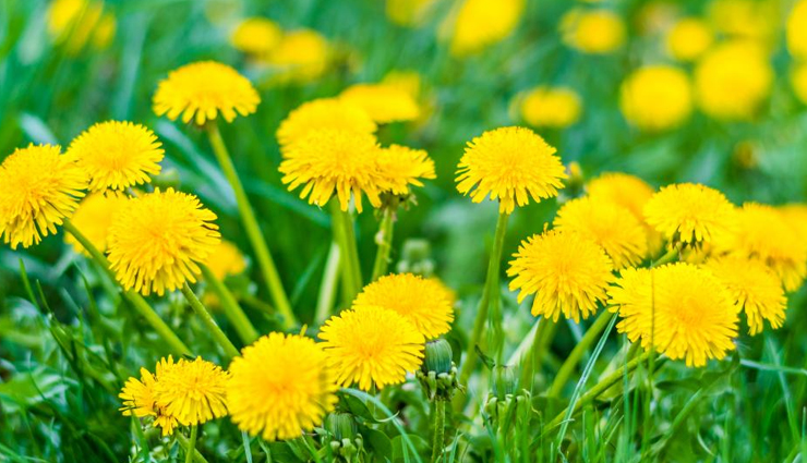 dandelions,health benefits of dandelions,dandelions healthy food,healthy food dandelions,Health,Health tips,healthy living