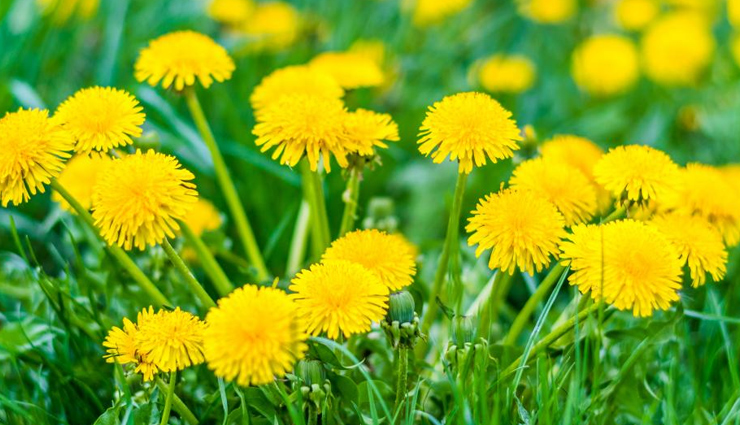 5 Reasons Why Dandelion Root is Good For Your Body
