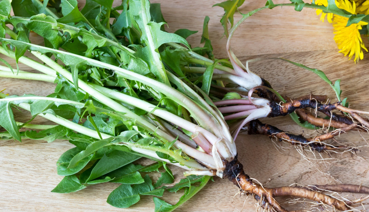 dandelion root is good for health,healthy living,Health tips,dandelion root,why dandelion root is good for your body,dandelion root effects on your body